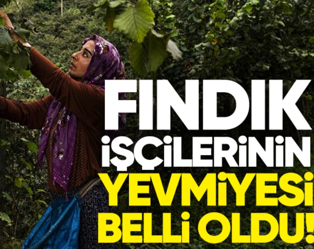 Fındık işçilerin yevmiyesi belli oldu