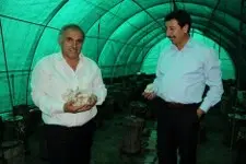 Haber: Hendek’te kavak mantari - Öne Çıkan