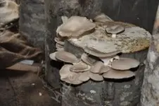 Kayin mantarinda (karakulak)ilk ürün