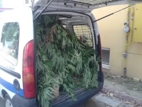 Polis 483 kök hint keneviri ele geçirdi