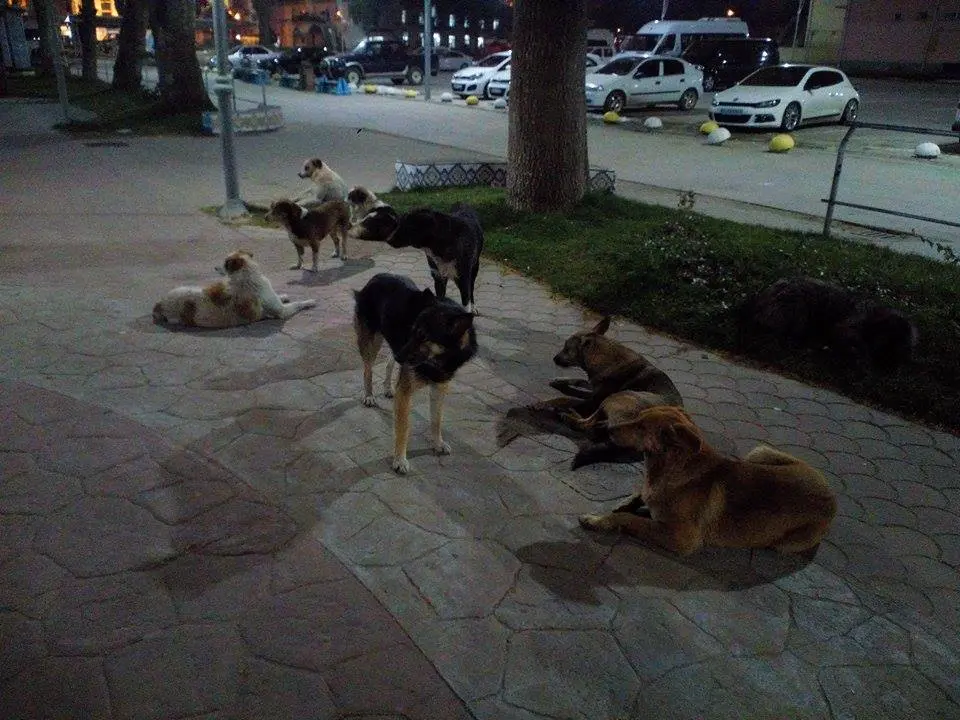 Haber: Başıboş Köpekler Korku Saçıyor - Galeri-1