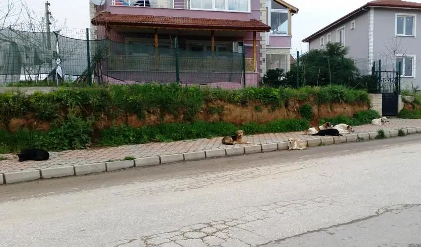 Haber: Hendeklilerin başıboş köpek isyanı! - Öne Çıkan