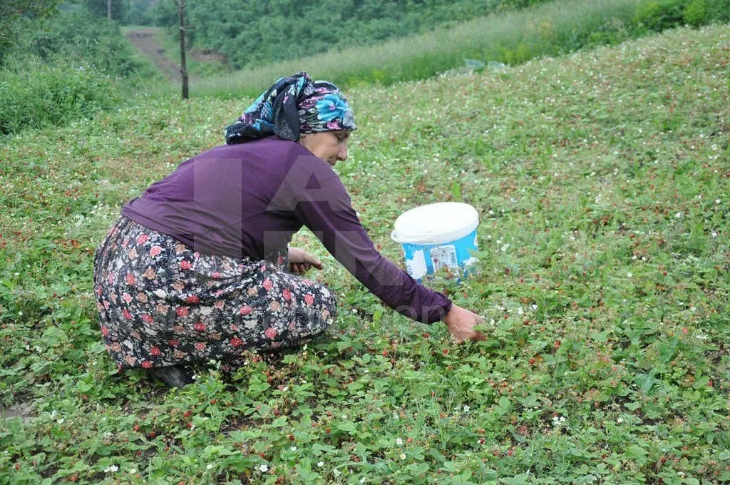 Haber: Çilek’te Hasat Başladı - Öne Çıkan