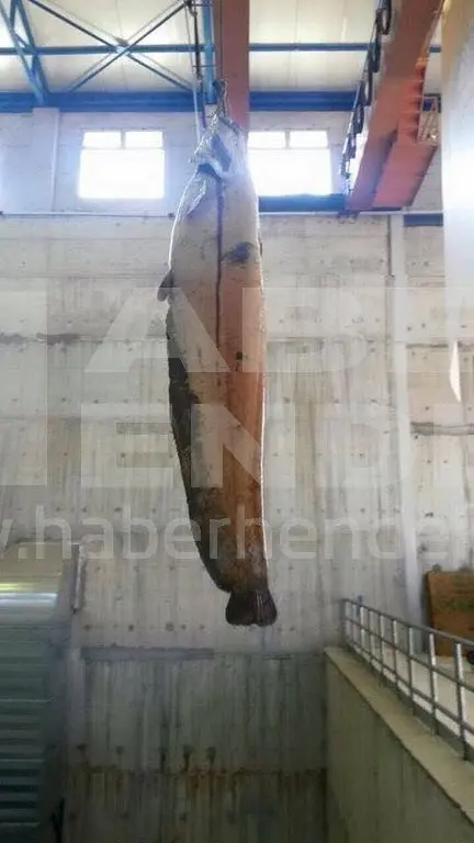 Haber: Sakarya’da devasa balık - Galeri-1