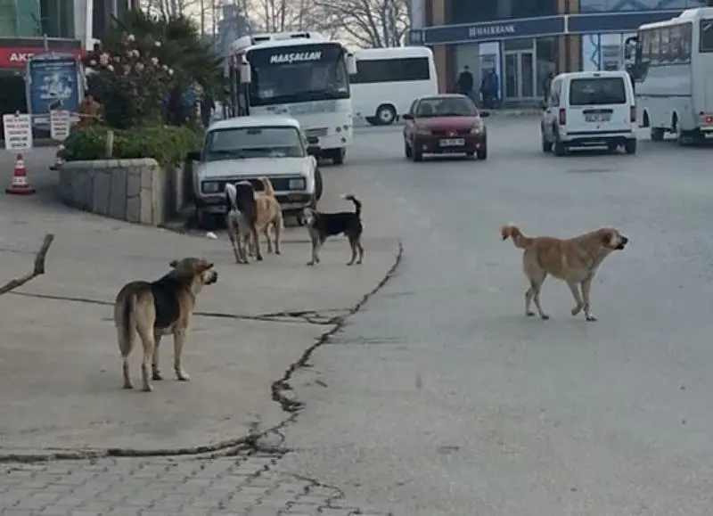 Haber: Hendek’te Başı Boş Gezen Köpekler Vatandaşları Tedirgin Ediyor - Galeri-1