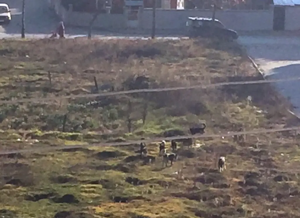 Haber: Hendek’te Başı Boş Gezen Köpekler Vatandaşları Tedirgin Ediyor - Galeri-4