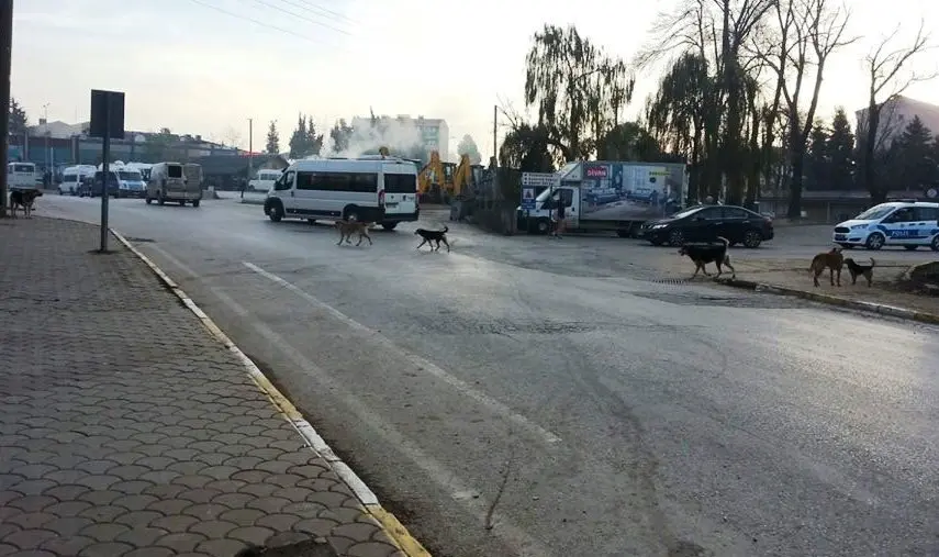 Haber: Hendek’te Başı Boş Gezen Köpekler Vatandaşları Tedirgin Ediyor - Galeri-3
