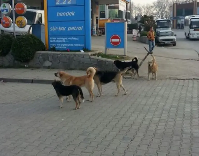 Haber: Hendek’te Başı Boş Gezen Köpekler Vatandaşları Tedirgin Ediyor - Galeri-2