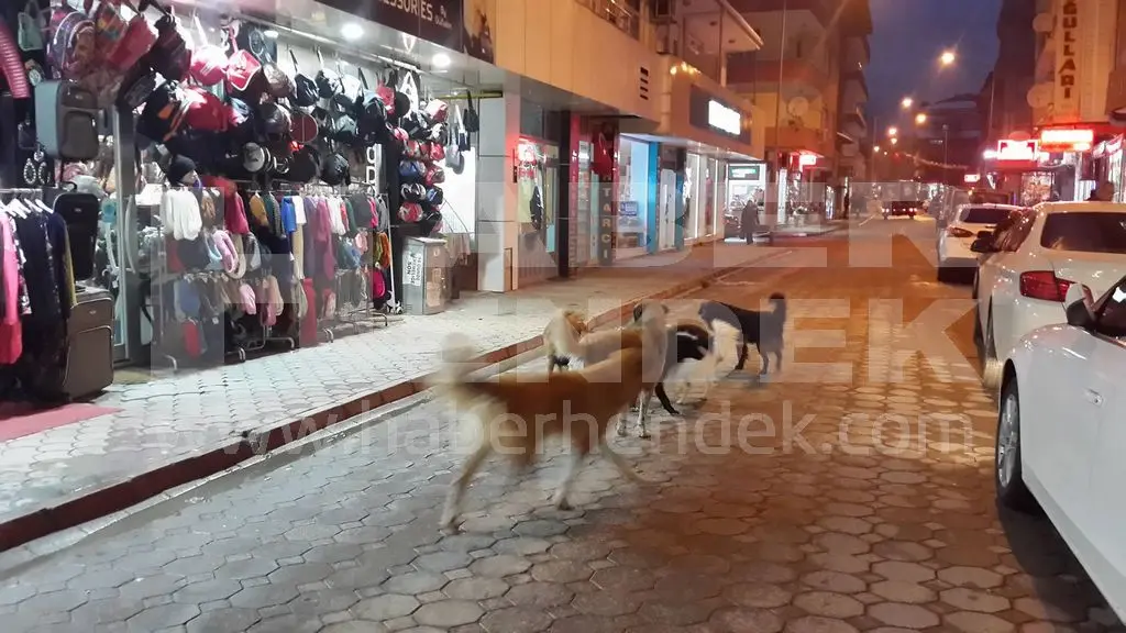 Haber: Başı Boş Köpeklerin Sayısı Artınca WhatsApp Haber Hattımıza gelen şikayet - Galeri-3