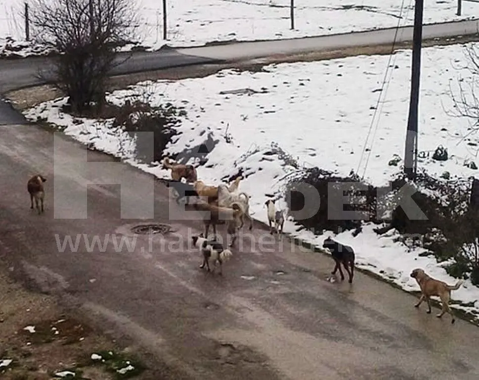 Haber: Başı Boş Köpeklerin Sayısı Artınca WhatsApp Haber Hattımıza gelen şikayet - Galeri-2