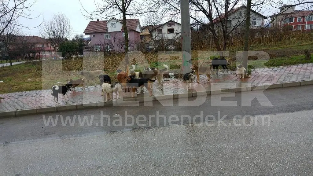Haber: Başı Boş Köpeklerin Sayısı Artınca WhatsApp Haber Hattımıza gelen şikayet - Galeri-1