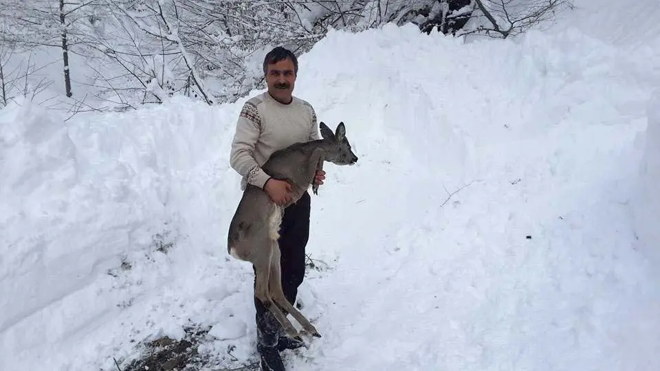 Haber: Muhtar Yavru Karaca'yı Kurtararak doğaya saldı - Öne Çıkan
