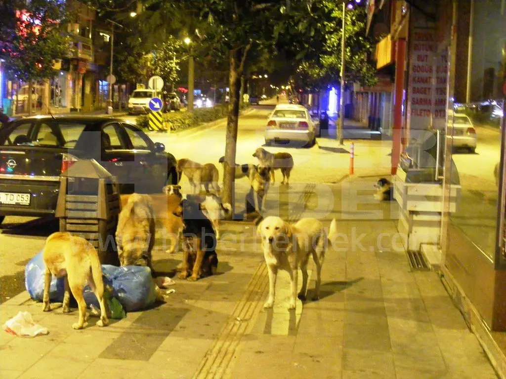 Haber: Sürü Halinde Gezen Köpekler Korku Saçıyor - Galeri-1