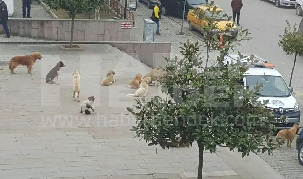Haber: Sürü Halinde Gezen Köpekler Korku Saçıyor - Galeri-2