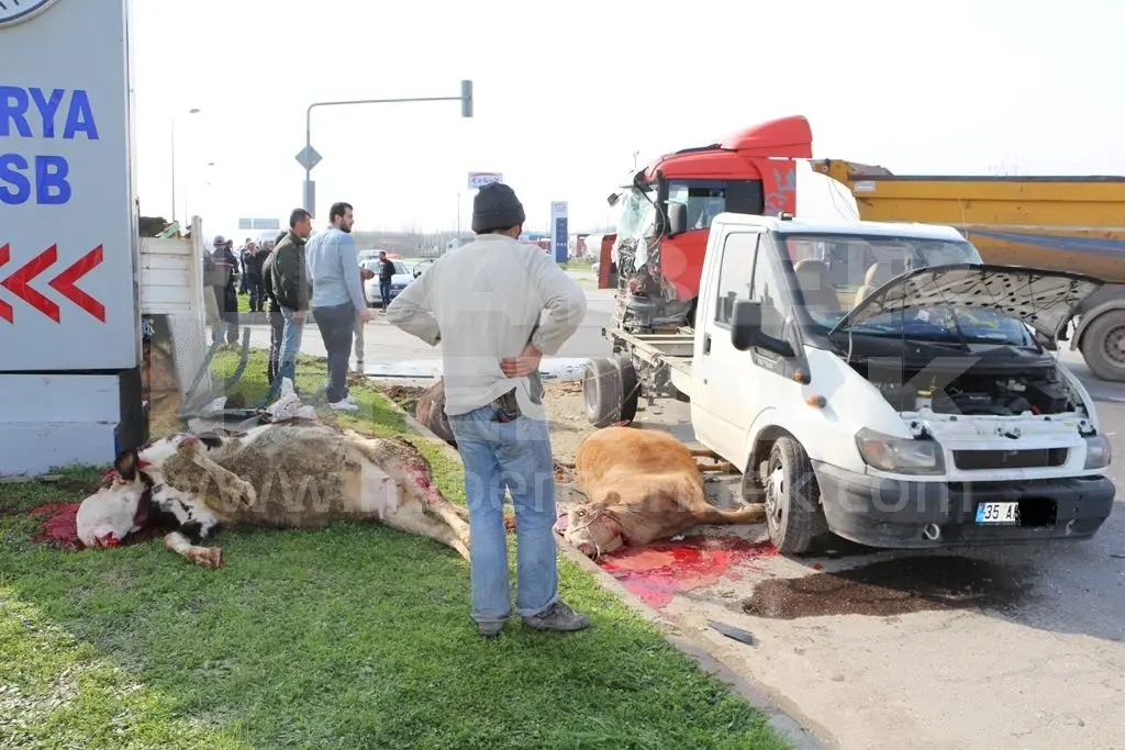 Haber: Trafik Kazasında Büyükbaş Hayvanlar Telef Oldu - Galeri-1