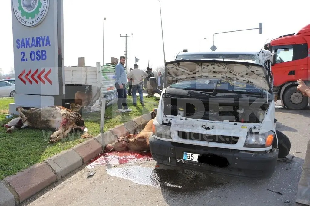 Haber: Trafik Kazasında Büyükbaş Hayvanlar Telef Oldu - Galeri-2