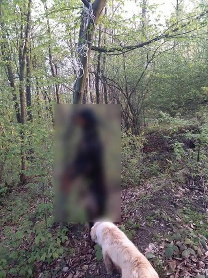 Haber: Vahşet Köpeği Ağaca Astılar - Öne Çıkan