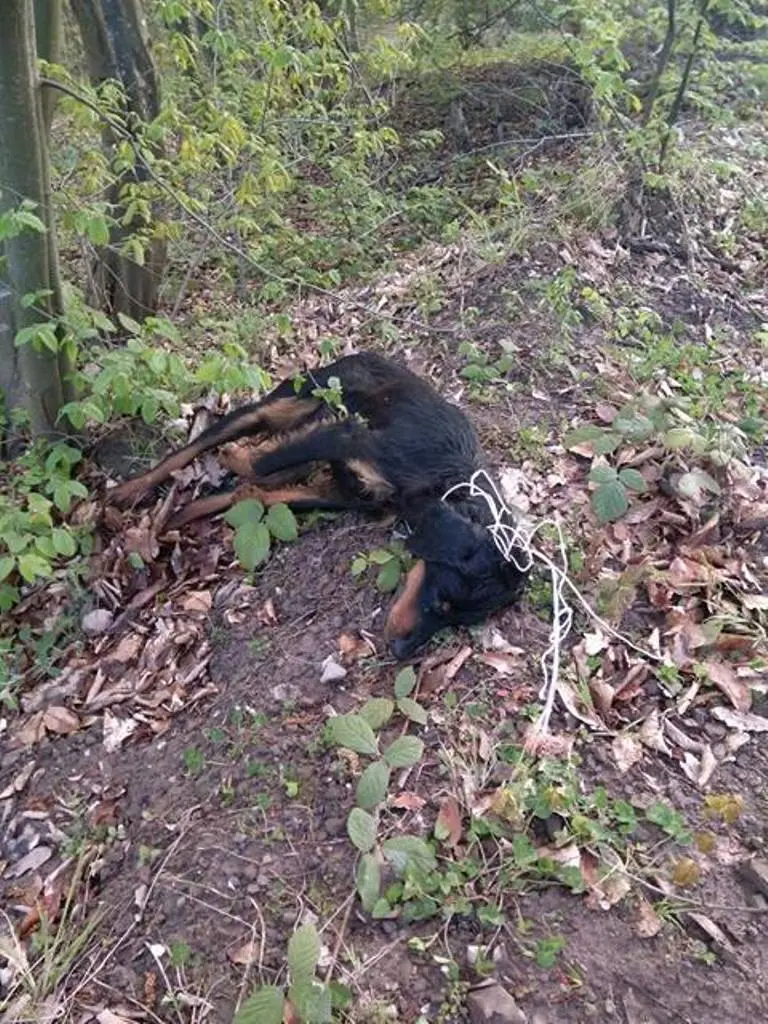 Haber: Vahşet Köpeği Ağaca Astılar - Galeri-1