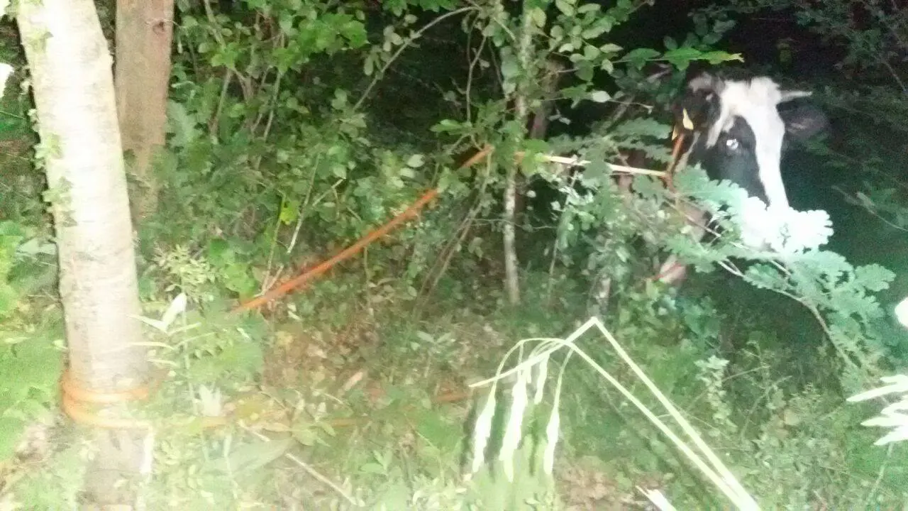 Haber: Vatandaşların Duyarlılığı Sonrası Jandarma Hırsızlara Suçüstü Yaptı - Galeri-1