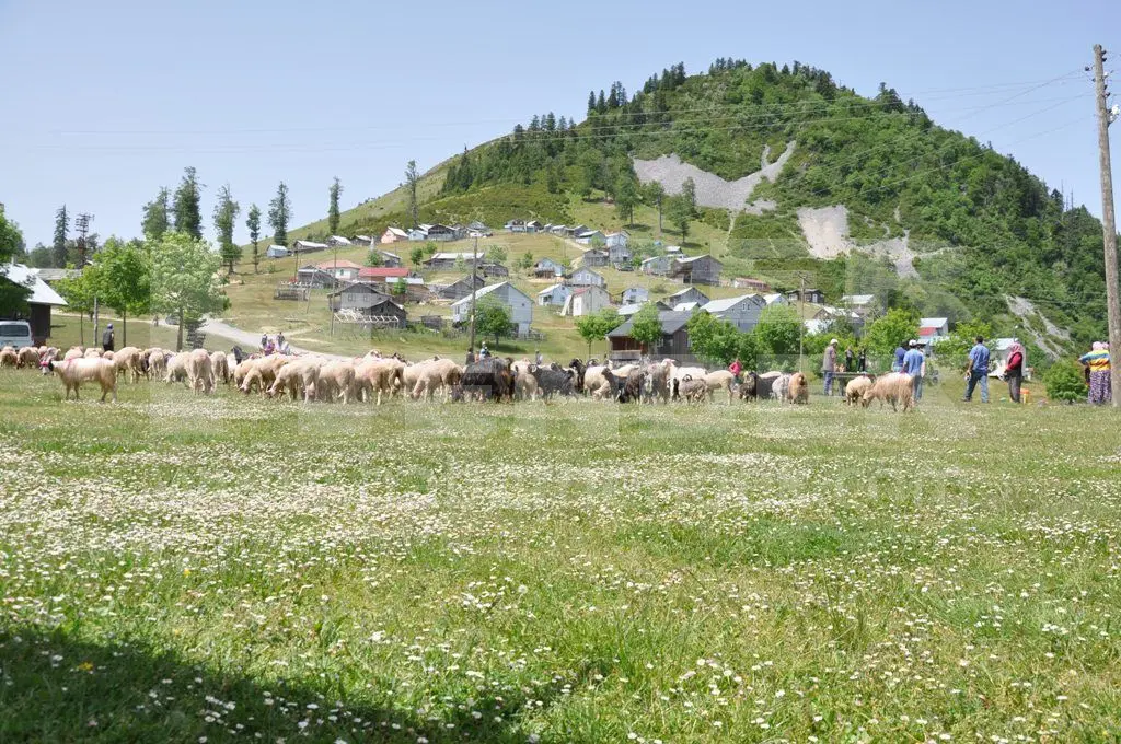 Haber: Dikmen’de Yaylaya Göç Başladı - Galeri-3