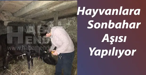 Haber: Hayvanlara Sonbahar Şap Aşısı Yapılıyor - Öne Çıkan