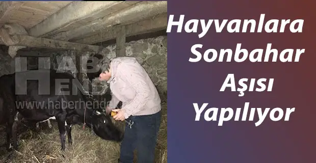 Hayvanlara Sonbahar Şap Aşısı Yapılıyor