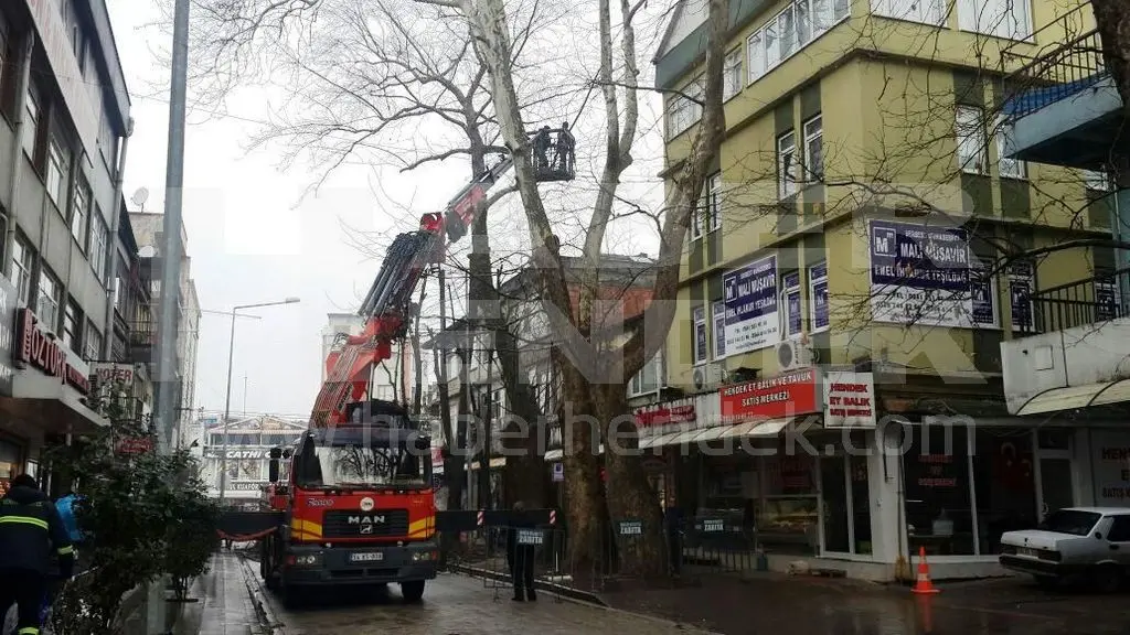 Haber: Kemalpaşa Caddesinde Asırlık Çınar Ağaçları Budanıyor - Galeri-1