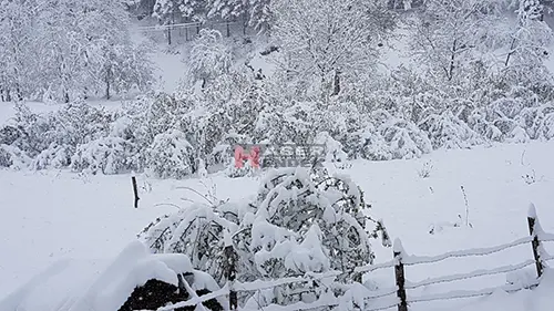 Haber: KAR ZİRVEDE AĞAÇLARIN DALLARINA ZARAR VERDİ - Öne Çıkan