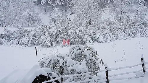 KAR ZİRVEDE AĞAÇLARIN DALLARINA ZARAR VERDİ