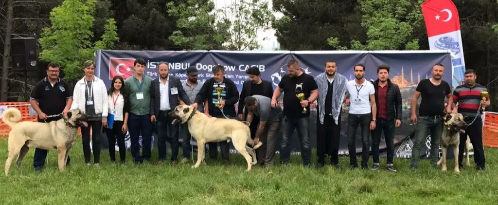 Haber: Çoban Köpekleri Zirvede Show Yaptı - Öne Çıkan