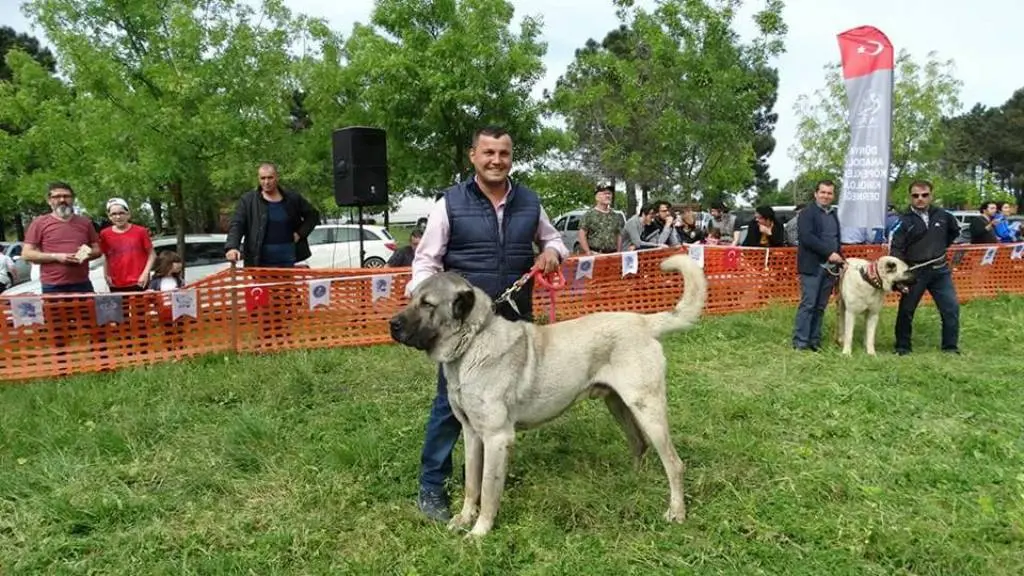 Haber: Çoban Köpekleri Zirvede Show Yaptı - Galeri-1