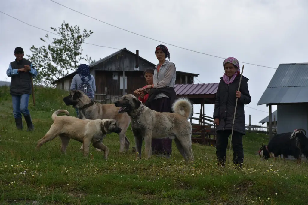 Haber: YAYLAYA GÖÇ BAŞLADI - Galeri-1