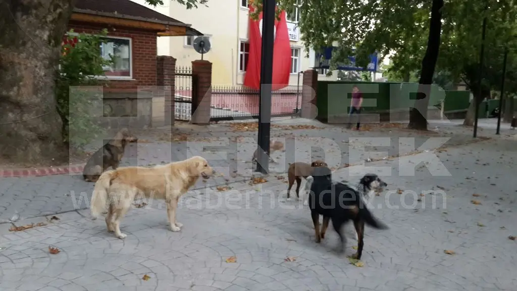 Haber: Sürü Halinde Başı Boş Gezen Köpekler Tehlike Saçıyor - Öne Çıkan