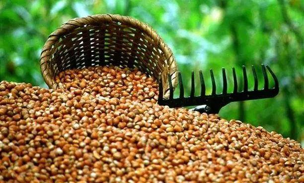 Haber: Fındık Destekleme Ödemeleri Başlıyor - Öne Çıkan