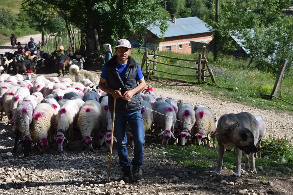 Haber: Zirvede 110 Yıllık Yayla Göçü Başladı - Galeri-1