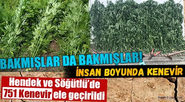 Haber: Jandarmadan Dev Kenevir Operasyonu - Öne Çıkan