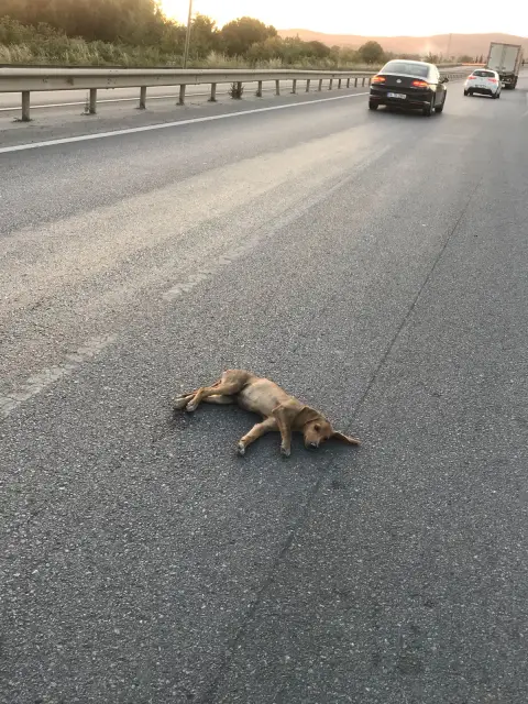 Duyarlı Sürücü Yaralı Köpeği Kurtardı