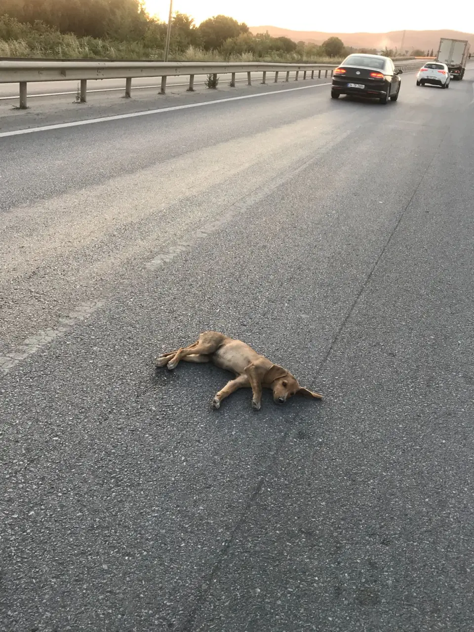 Haber: Duyarlı Sürücü Yaralı Köpeği Kurtardı - Galeri-1