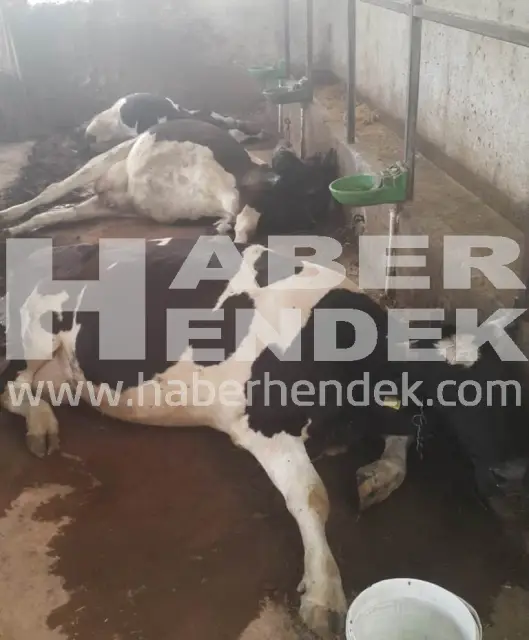 Elektrik Kaçağı Hayvanları Telef Etti
