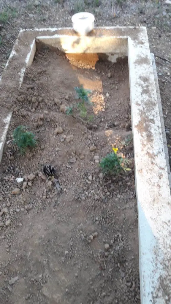 Haber: Başıboş köpekler mezarları kazıyor! - Galeri-3