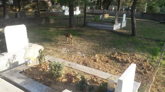 Başıboş köpekler mezarları kazıyor!