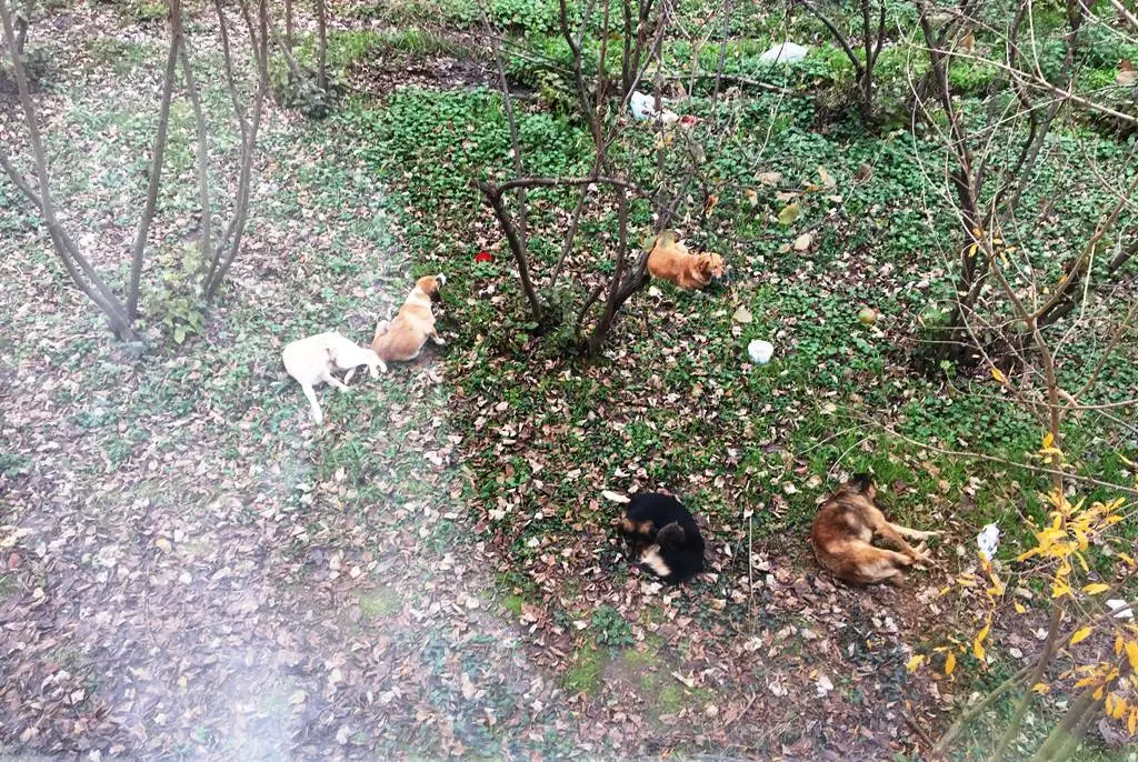 Haber: Başı Boş Gezen Köpekler Tehlike Saçıyor - Galeri-2