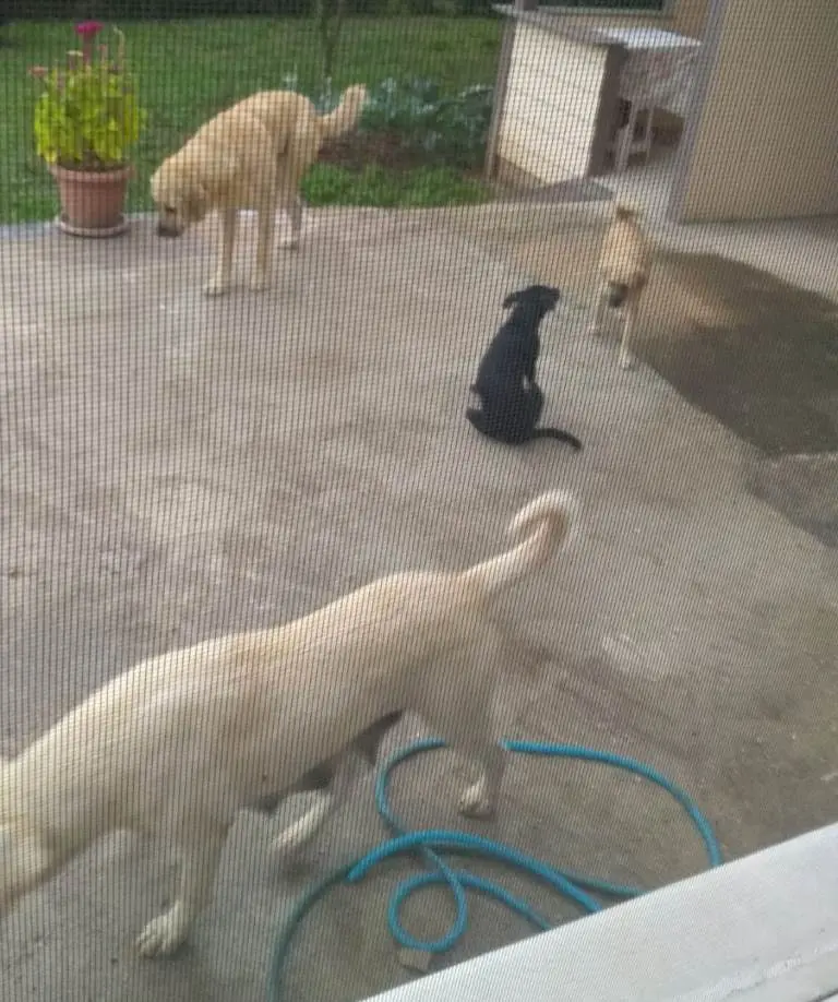 Haber: Başı Boş Gezen Köpekler Tehlike Saçıyor - Galeri-3