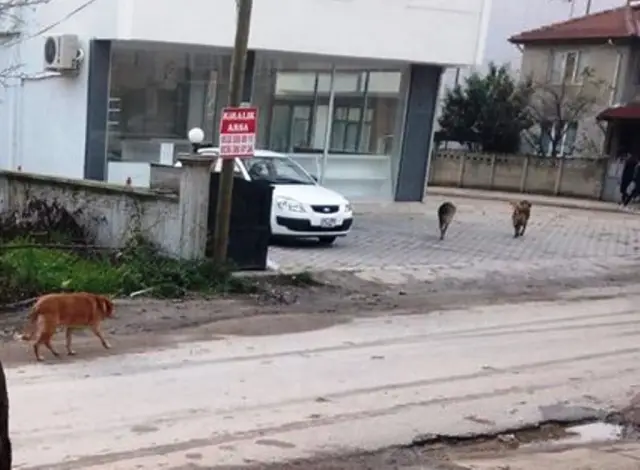 Başı Boş Gezen Köpekler Tehlike Saçıyor
