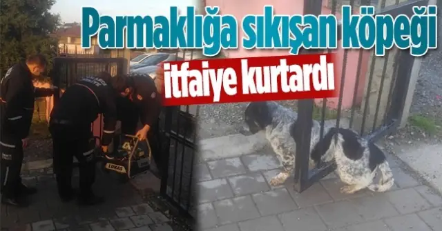 Kapıya Sıkışan Köpeğin İmdadına İtfaiye Yetişti