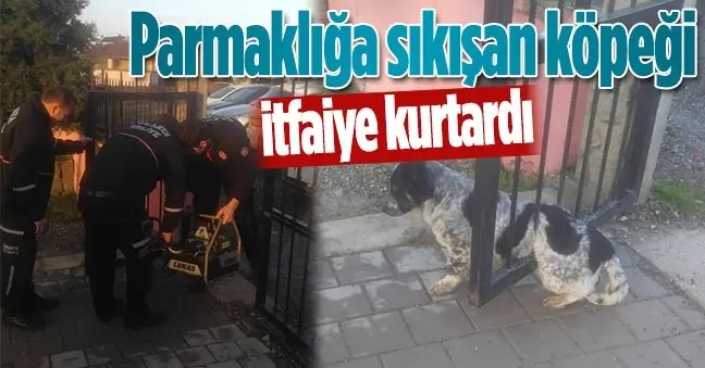 Haber: Kapıya Sıkışan Köpeğin İmdadına İtfaiye Yetişti - Öne Çıkan