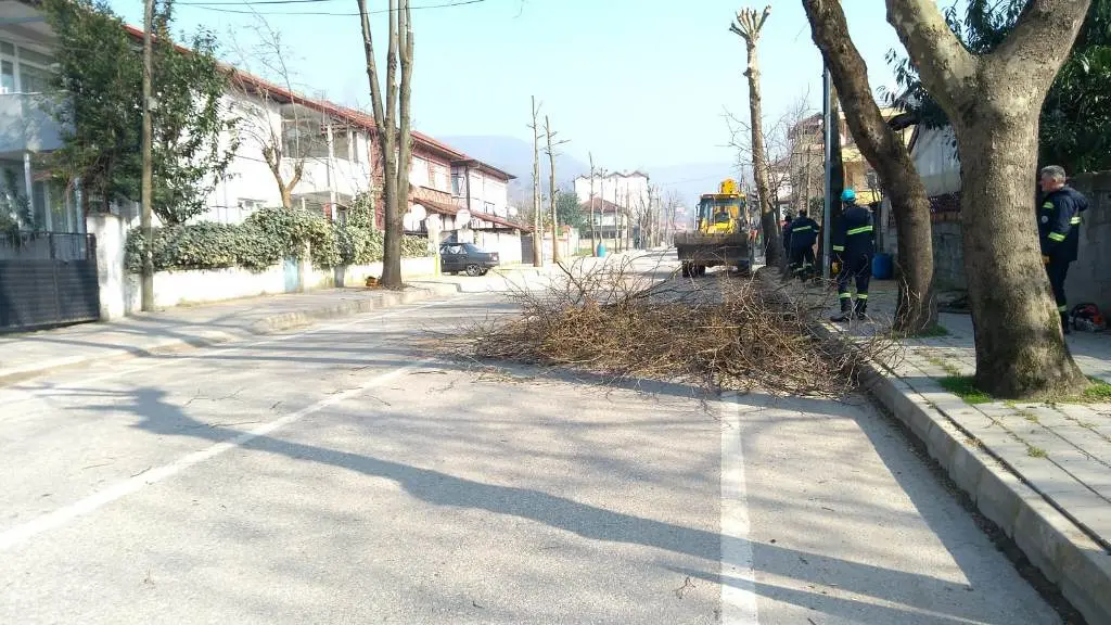 Haber: Cadde ve Bulvarlardaki Ağaçlar Budanıyor - Galeri-1