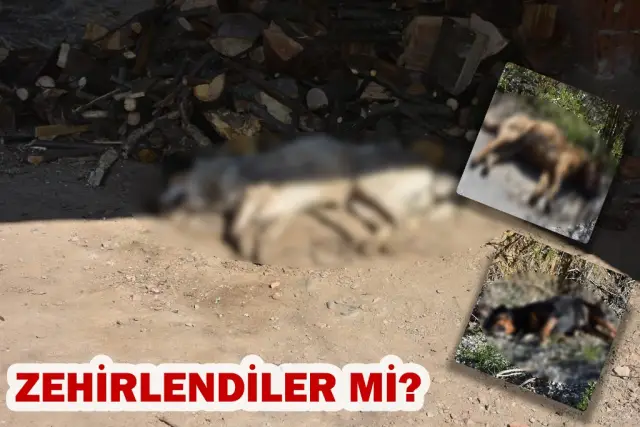 ZEHİRLENDİLER Mİ?