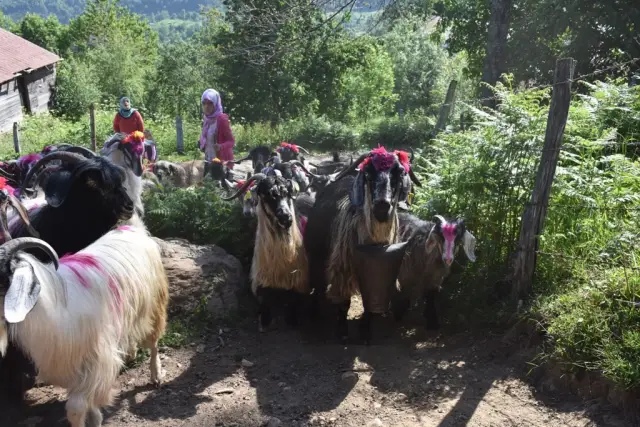 Dikmen Yayla Göçü TRT'de