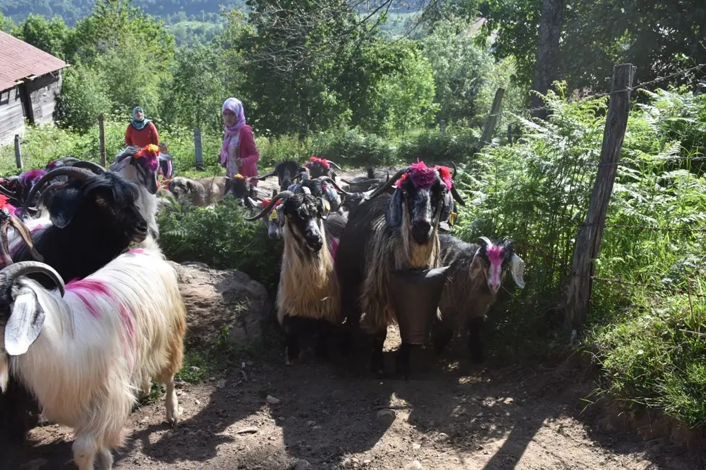 Haber: Dikmen Yayla Göçü TRT'de - Öne Çıkan